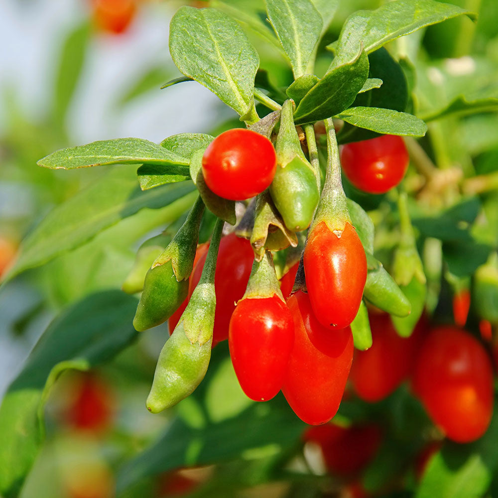 4 baies de Goji 30–38 cm