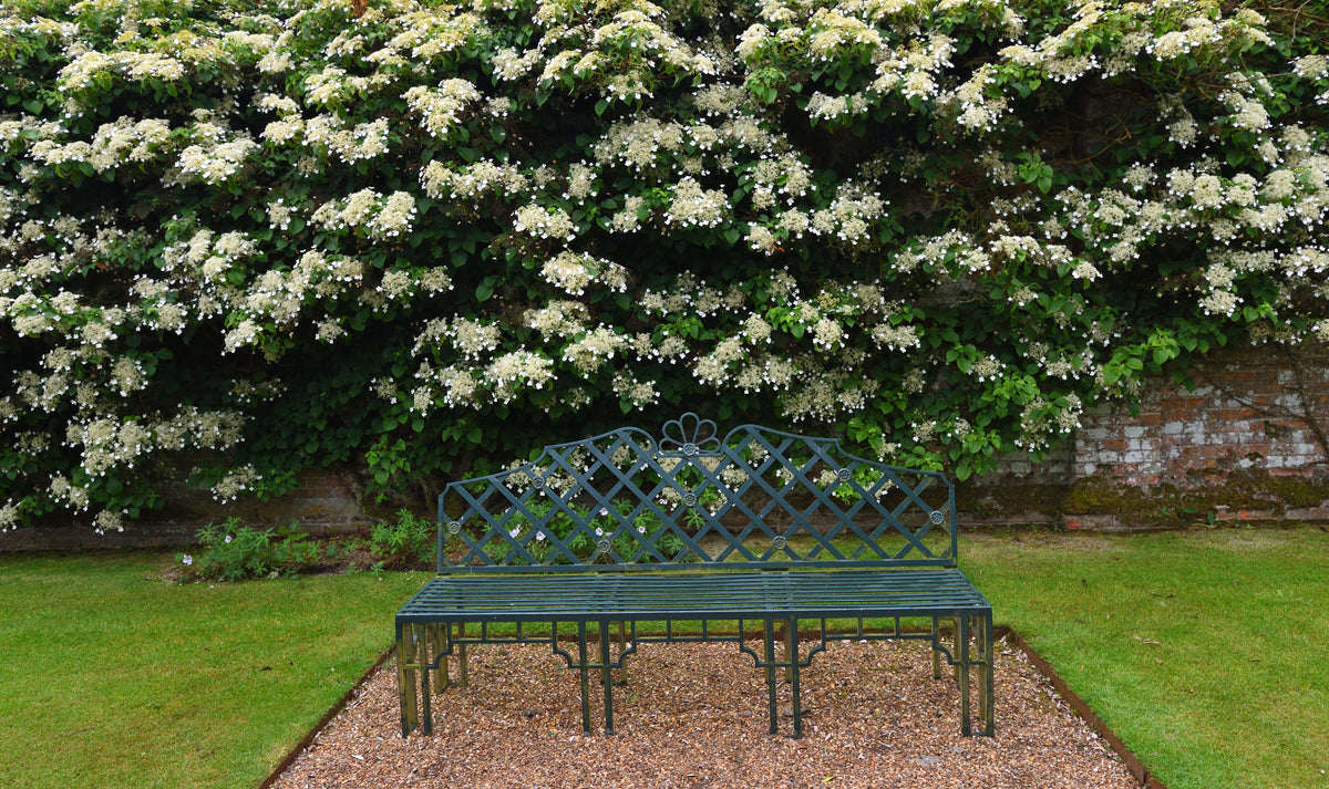 Lot de 8 hortensias grimpants - 30-38 cm