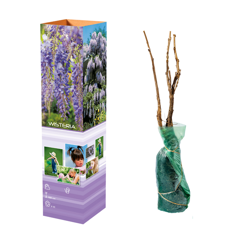 Lot de 3 glycines - 30-38 cm