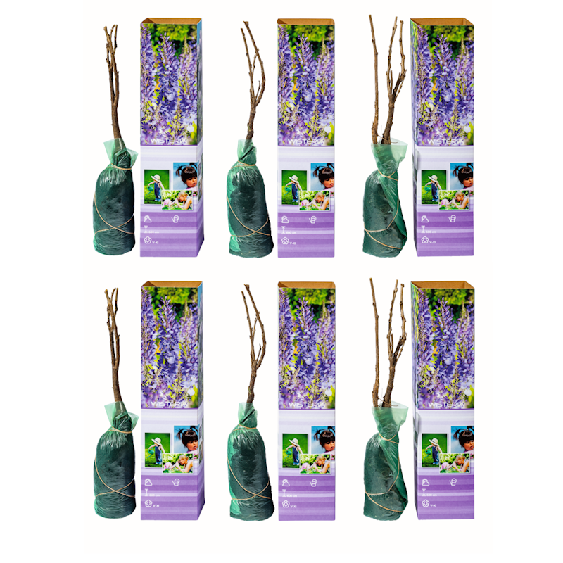 Lot de 6 glycines - 30-38 cm