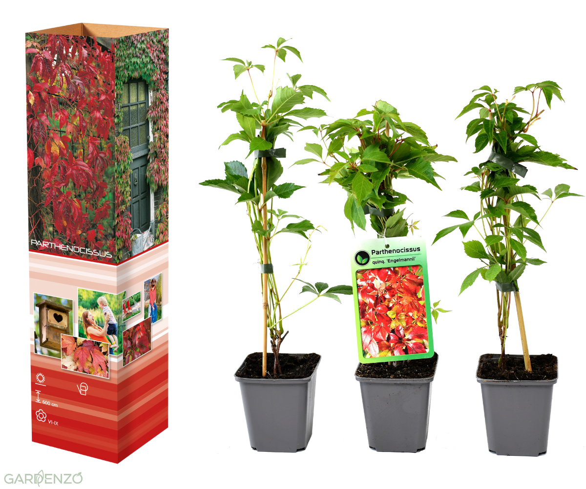 Lot de 3 vignes vierges (Parthenocissus Quinquefolia Engelmanni) - 30-38 cm