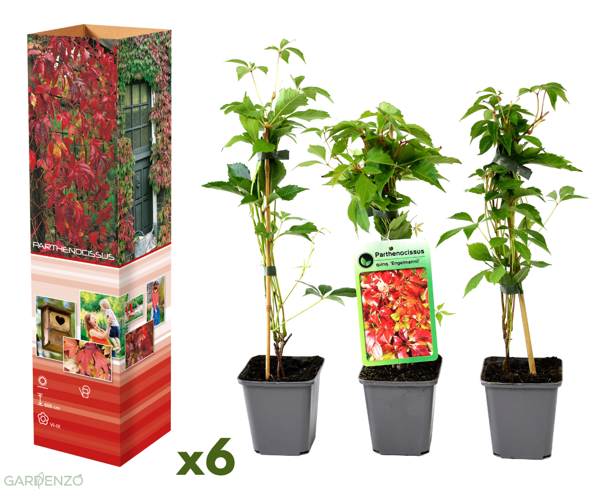 Lot de 6 vignes vierges (Parthenocissus Quinquefolia Engelmanni) - 30-38 cm