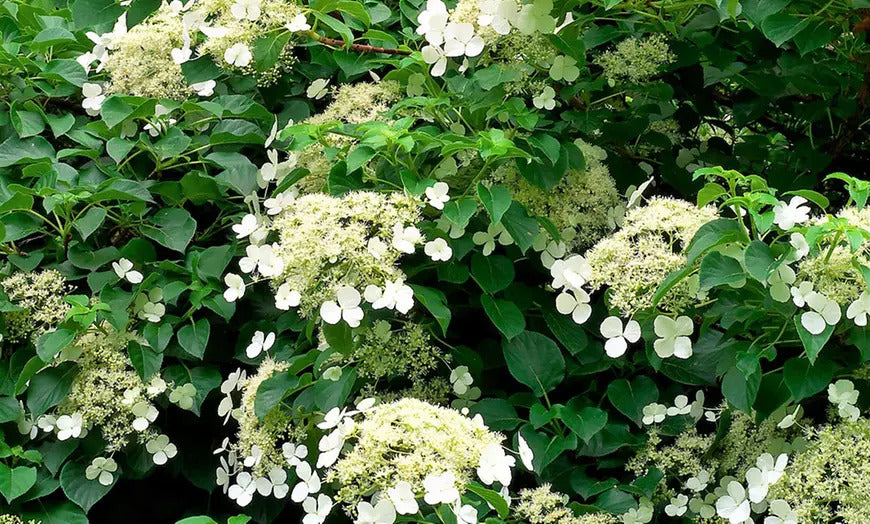 Lot de 2 hortensias grimpants - 30-38 cm