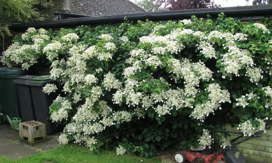 Lot de 2 hortensias grimpants - 30-38 cm