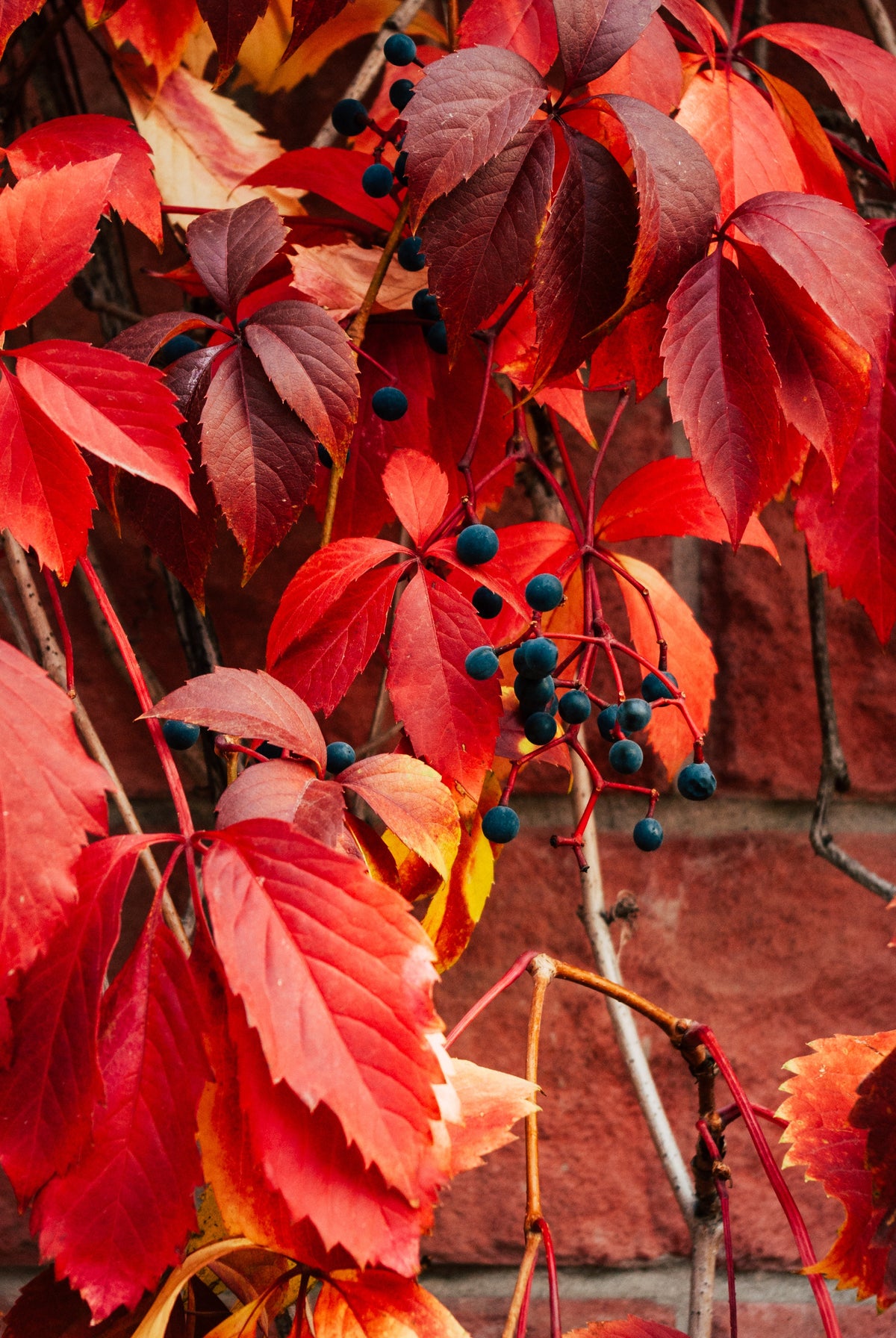 Lot de 3 vignes vierges (Parthenocissus Quinquefolia Engelmanni) - 30-38 cm