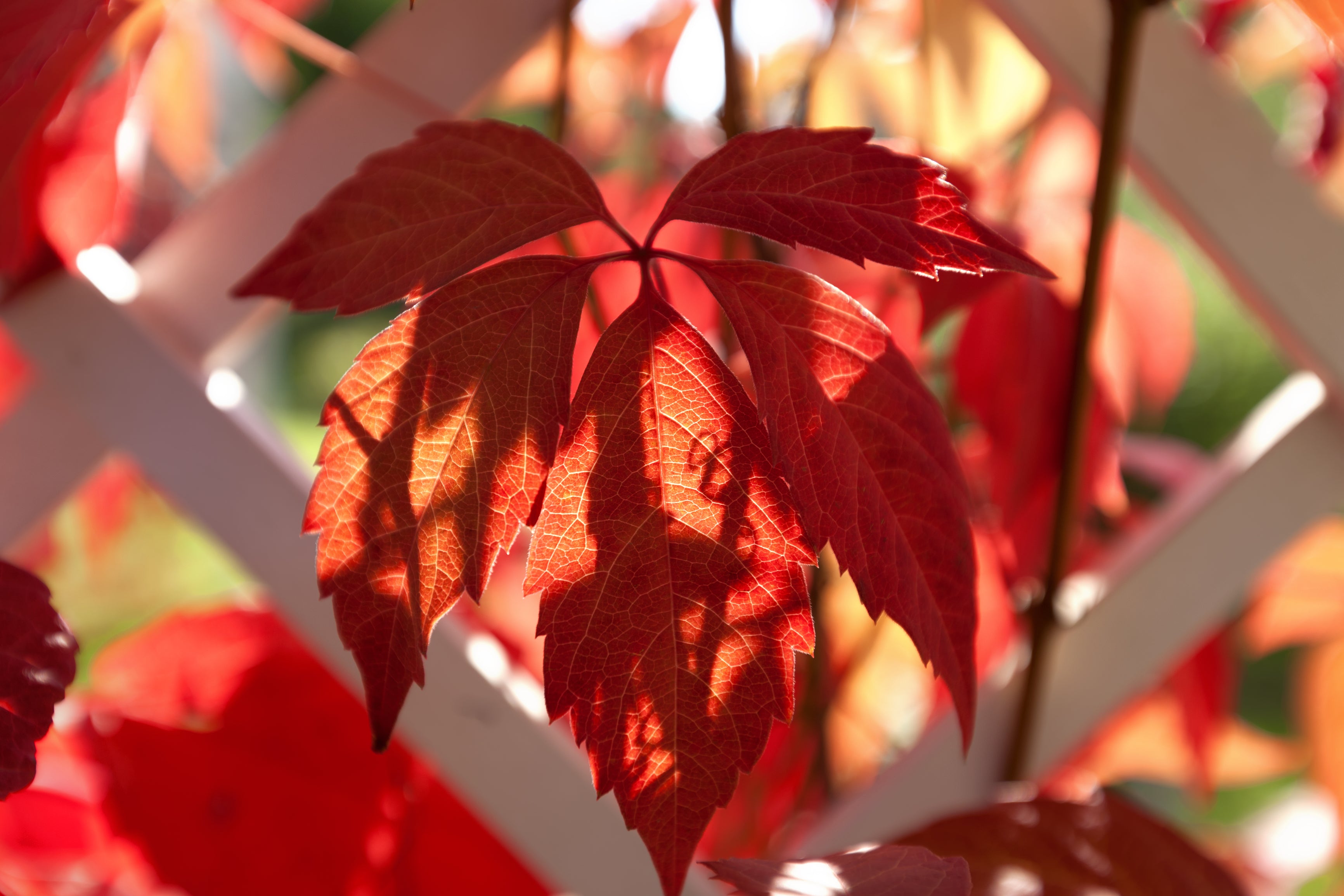Lot de 6 vignes vierges (Parthenocissus Quinquefolia Engelmanni) - 30-38 cm