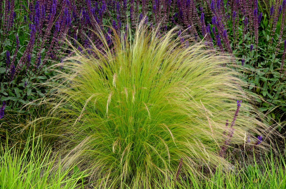 Lot de 8 graminées : 2 Stipa, 2 Pennisetum, 2 Imperata, 2 Festuca - 20-38 cm