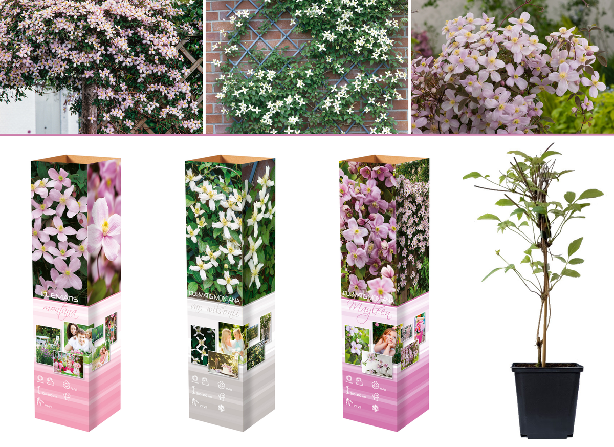 Lot de 3 clématites : 1 blanche, 1 rose et 1 rose claire - 30-38 cm