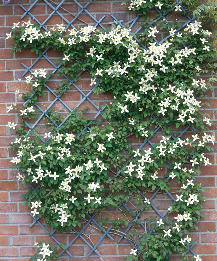 Lot de 3 clématites des montagnes blanches (Clematis Montana Wilsonii) - 30-38 cm