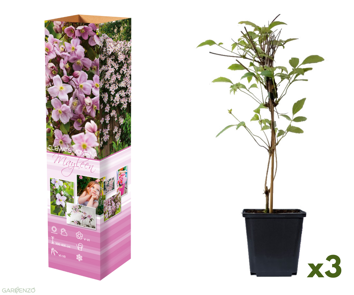 Lot de 3 clématites des montagnes blanches (Clematis Montana Mayleen) - 30-38 cm