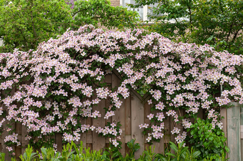 Lot de 3 clématites des montagnes blanches (Clematis Montana Mayleen) - 30-38 cm