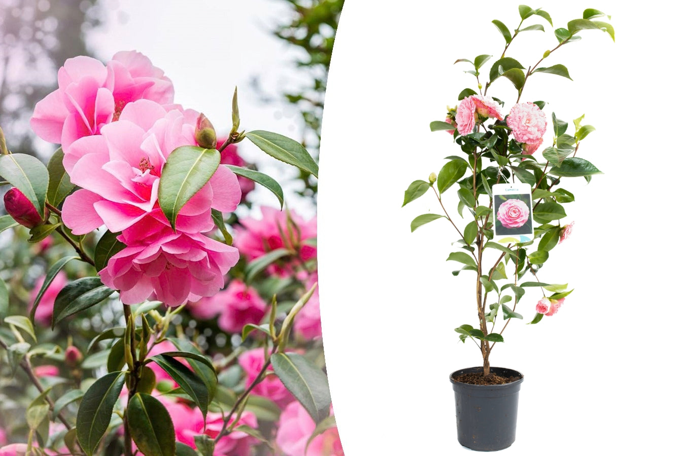Camélia arbuste 'Rose du Japon' XL
