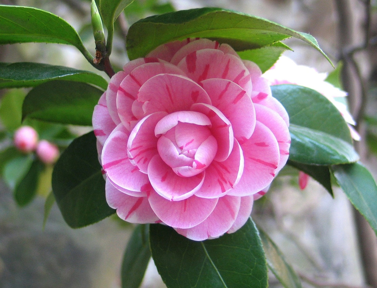 Lot de 2 camélias arbustes 'Rose du Japon' XL