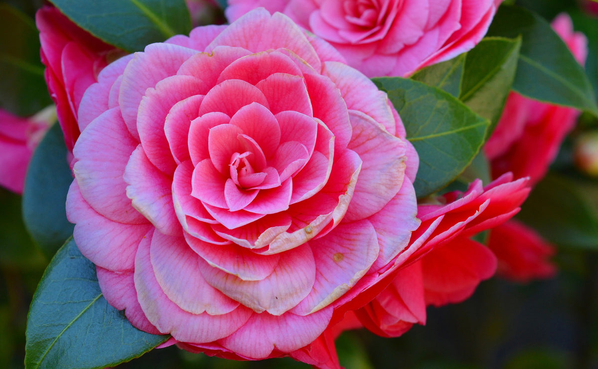 Lot de 2 camélias arbustes 'Rose du Japon' XL