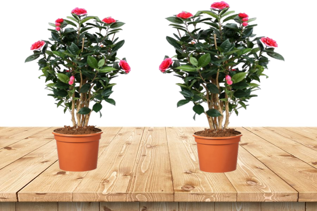 Lot de 2 camélias arbustes 'Rose du Japon' XL