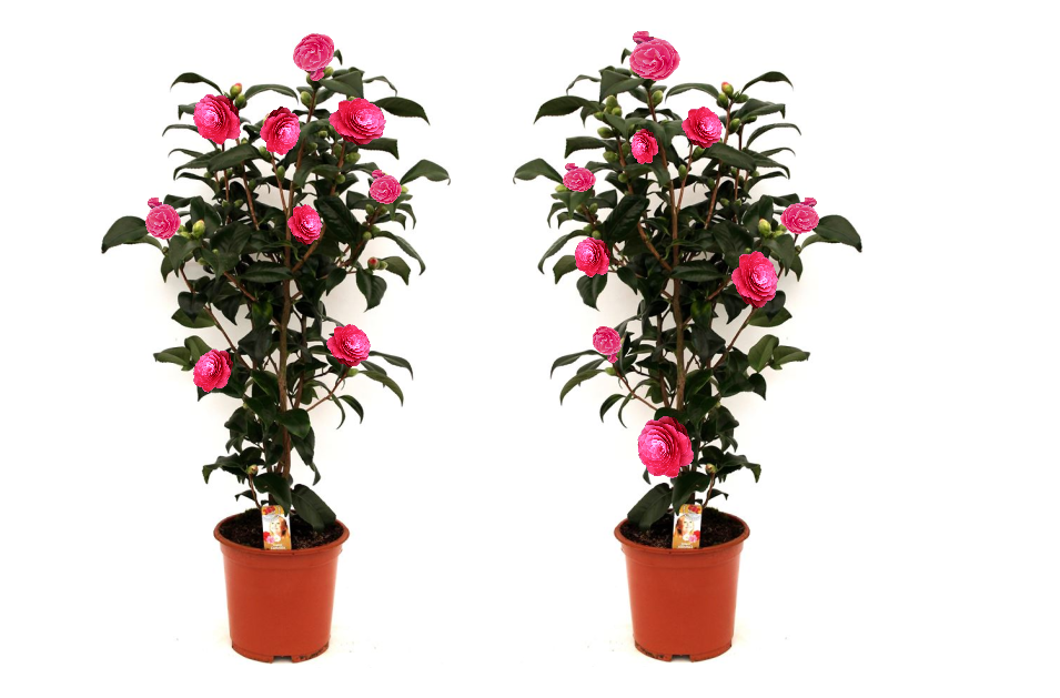 Lot de 2 camélias arbustes 'Rose du Japon' XL