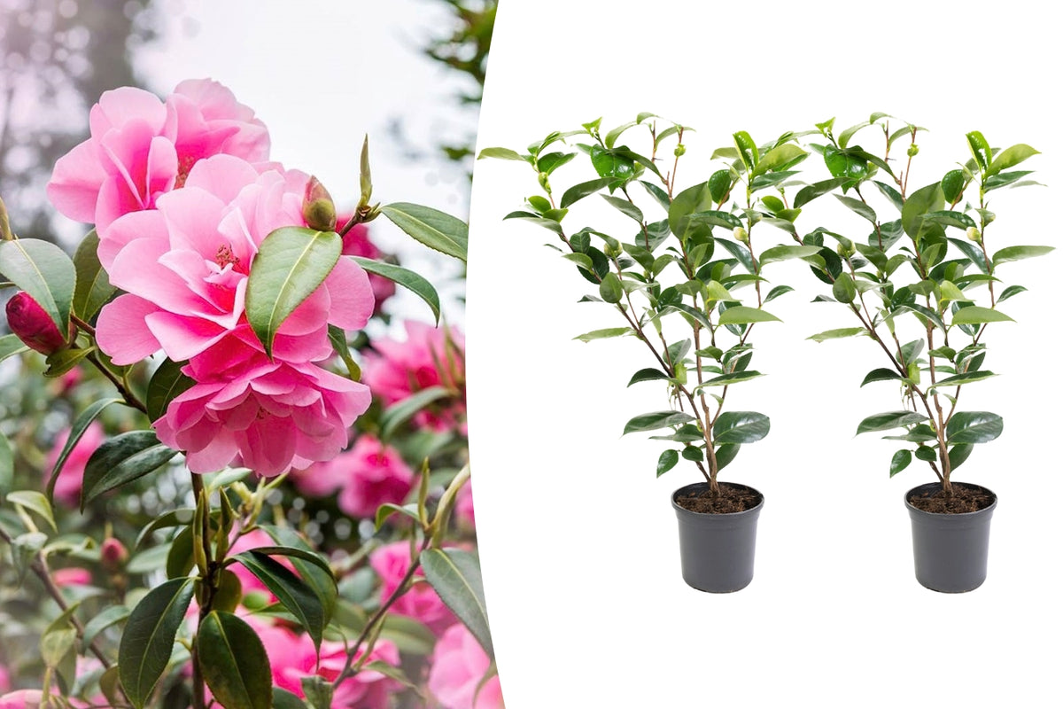 Lot de 2 camélias arbustes 'Rose du Japon' XL