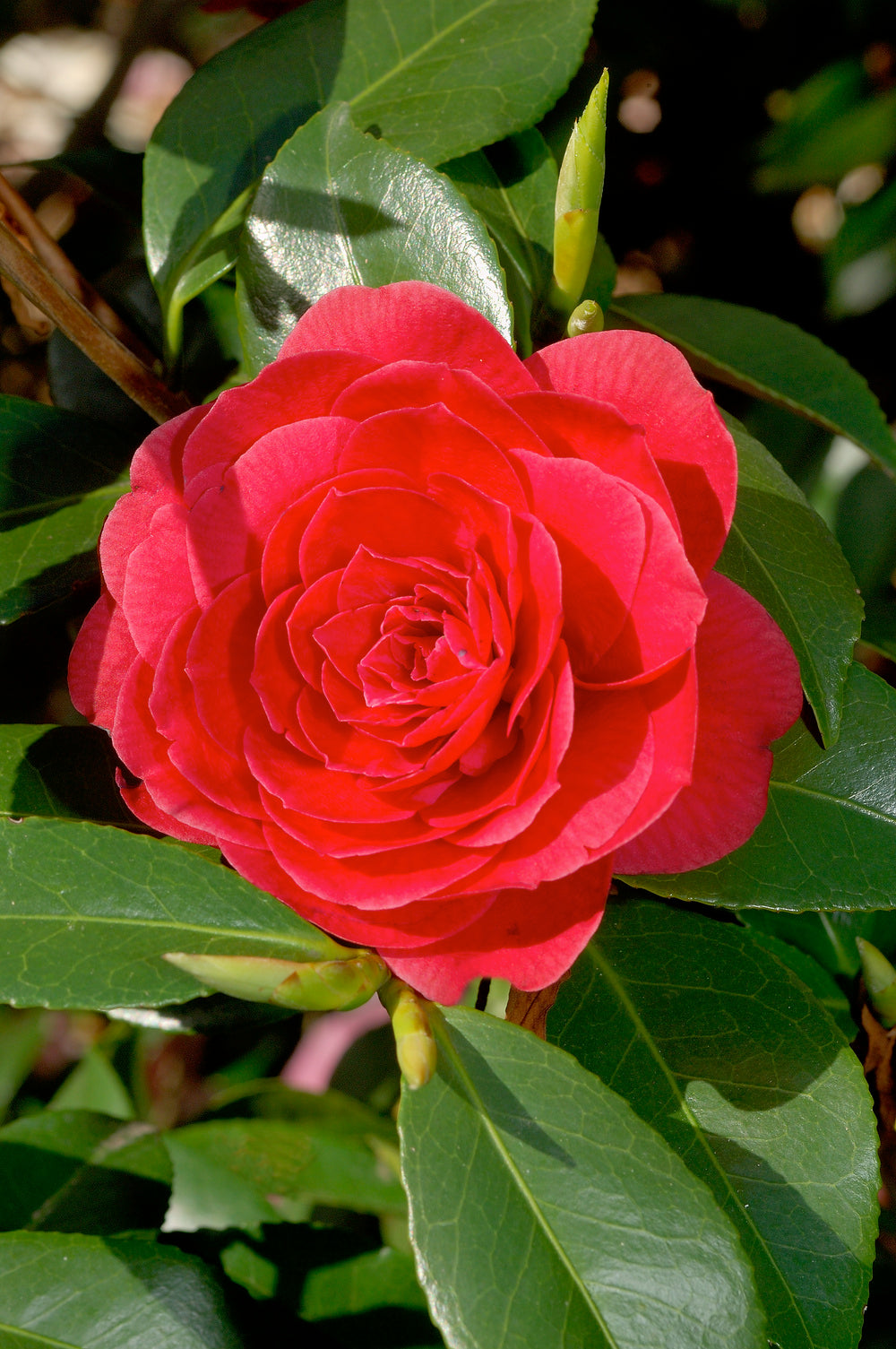 Camélia arbuste 'Rose du Japon' XL Rouge