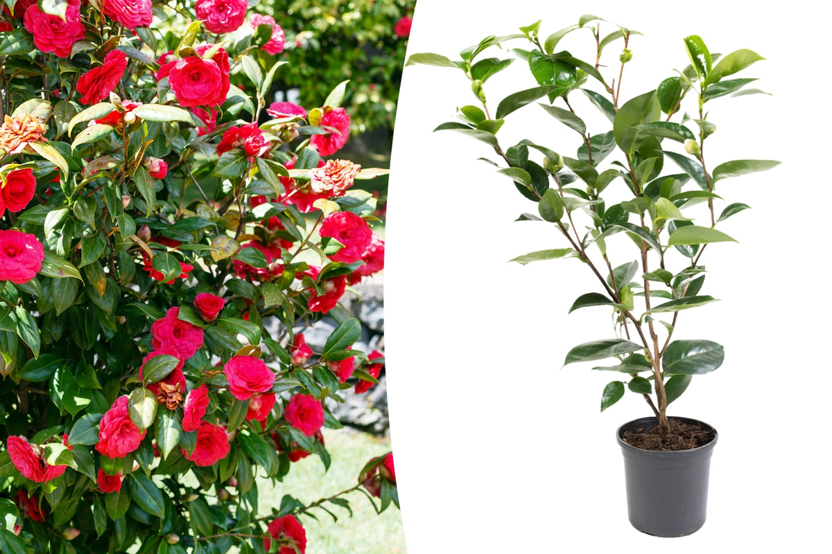 Camélia arbuste 'Rose du Japon' XL Rouge