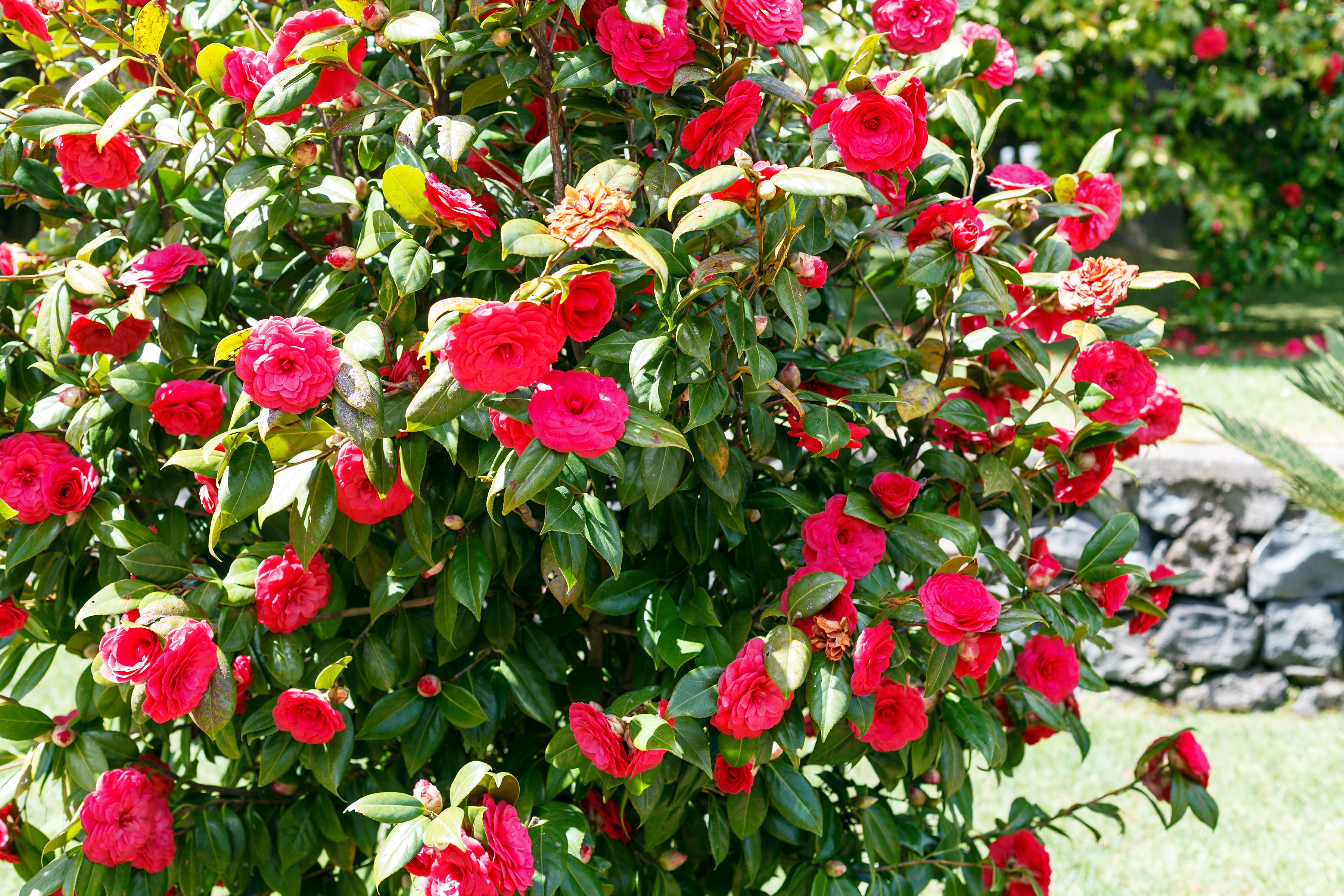 Lot de 2 camélias arbustes 'Rose du Japon' XL Rouge
