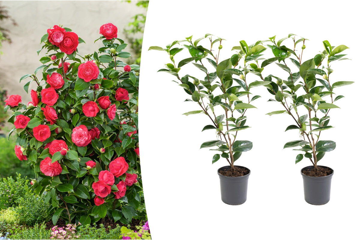 Lot de 2 camélias arbustes 'Rose du Japon' XL Rouge