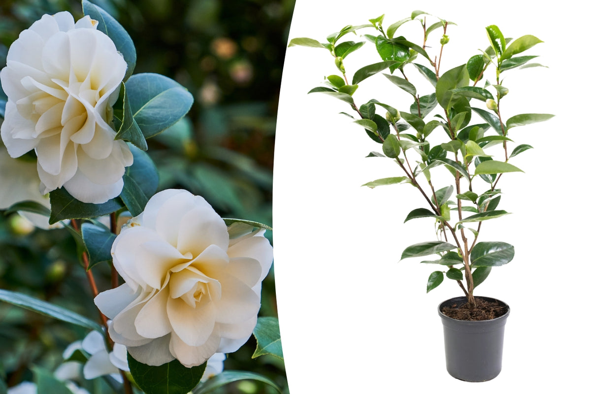 Camélia arbuste 'Rose du Japon' XL Blanc