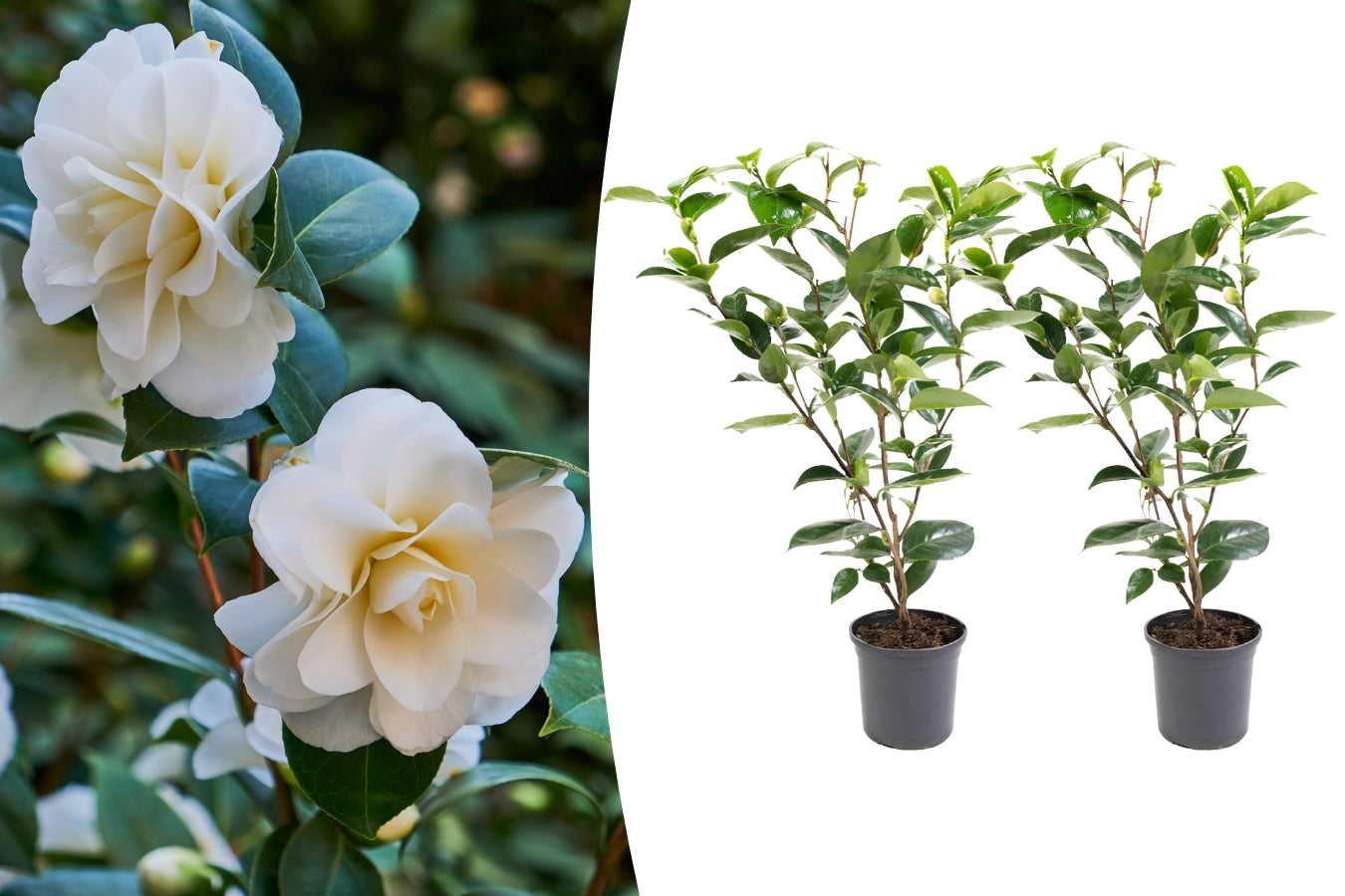 Lot de 2 camélias arbustes 'Rose du Japon' XL Blanc