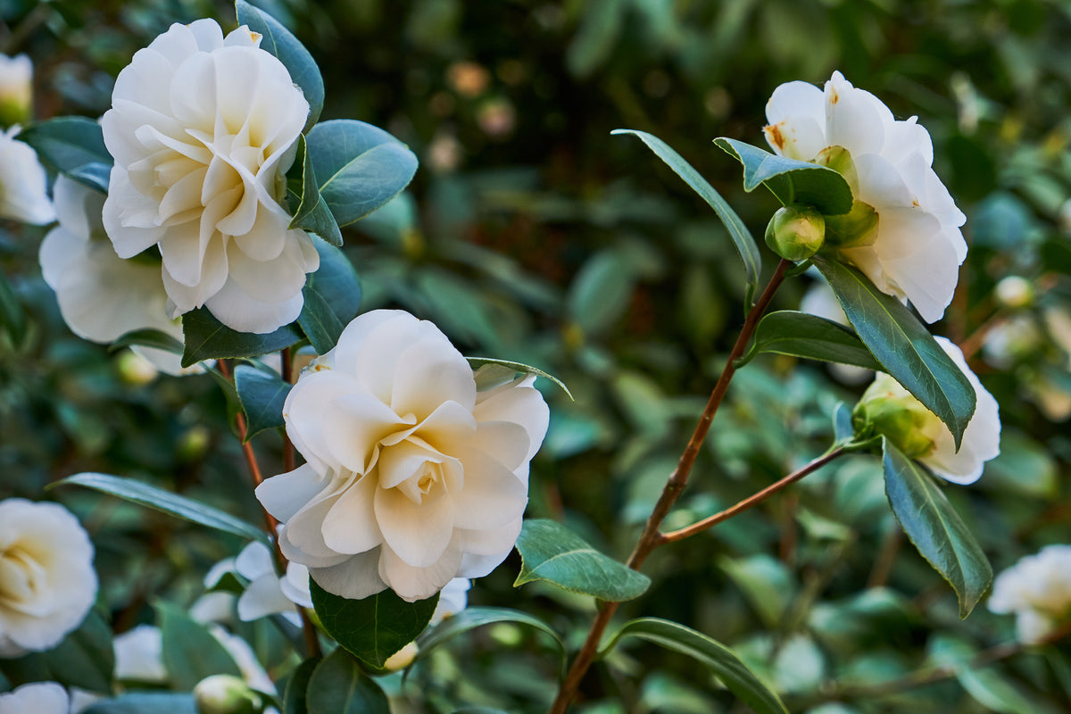 Lot de 2 camélias arbustes 'Rose du Japon' XL Blanc