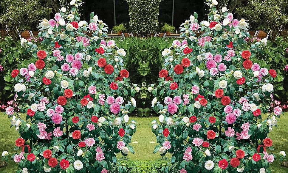 Camélia arbuste 'Rose du Japon' XL Tricolore