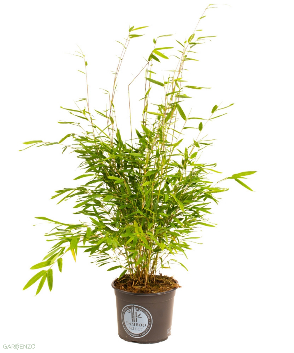 1 Bambou Large « non invasif » (Fargesia)  - 40-60 cm