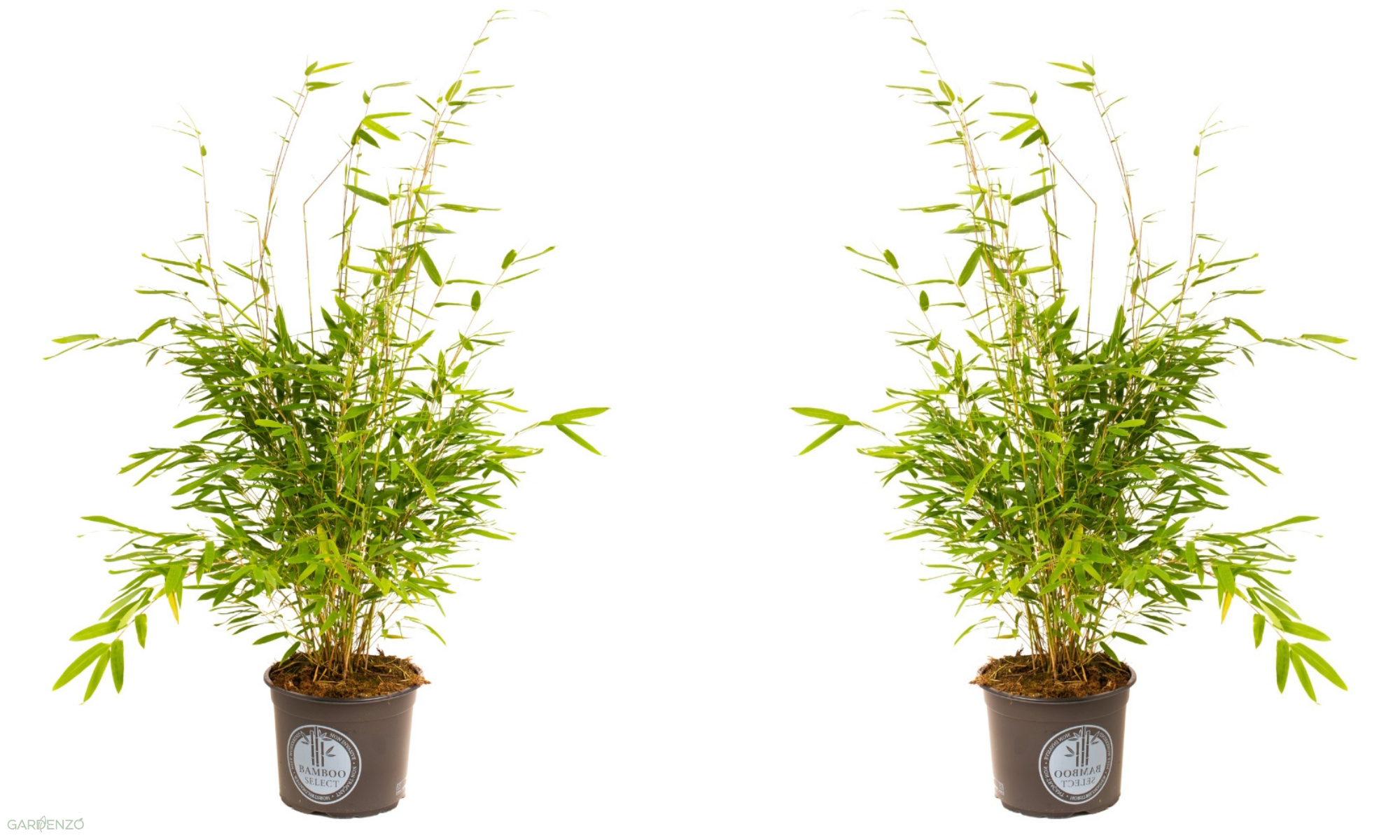 Lot de 2 Bambous Larges « non invasifs » (Fargesia) - 40-60 cm