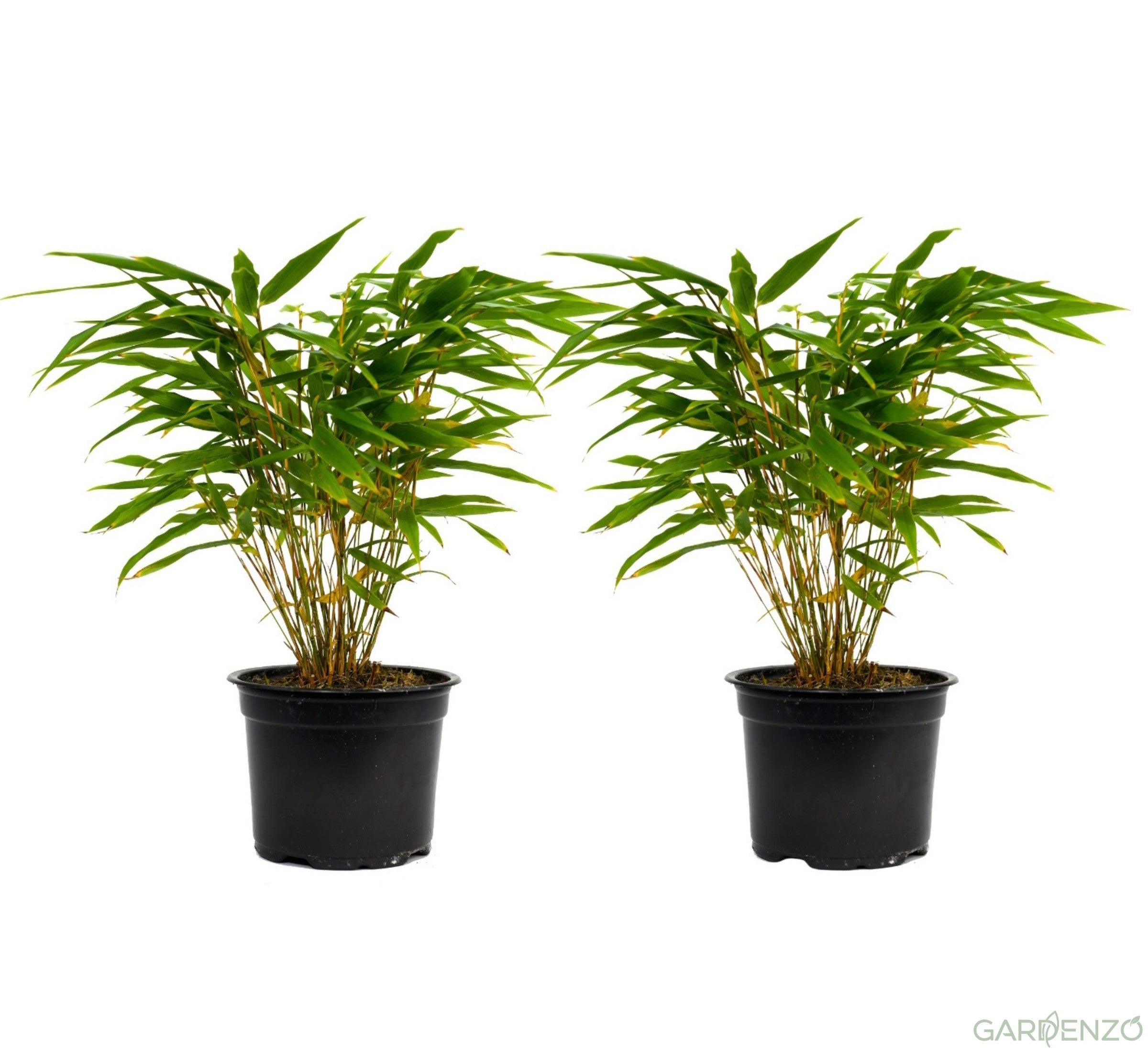 Lot de 2 Bambous Moyens « non invasifs » (Fargesia) - 25-40 cm