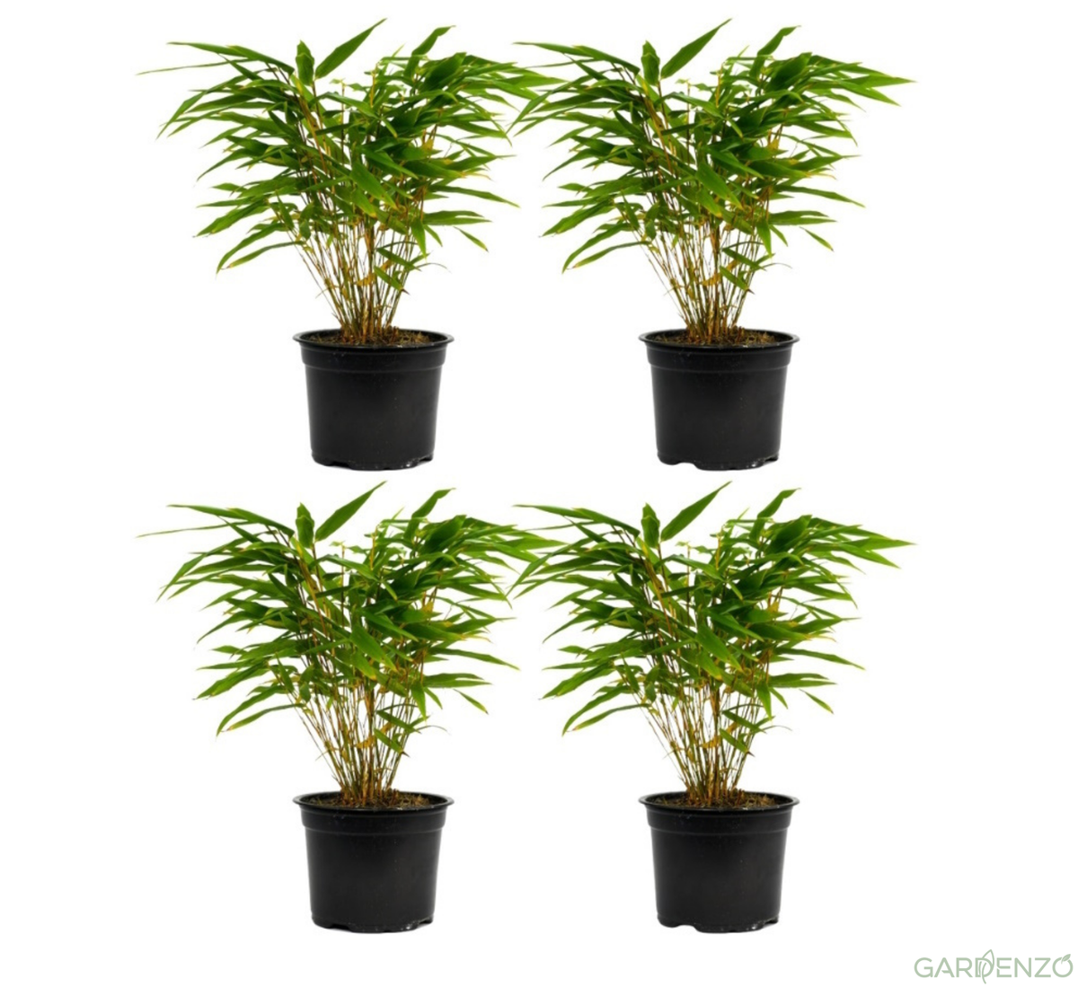 Lot de 4 Bambous Moyens « non invasifs » (Fargesia) - 25-40 cm