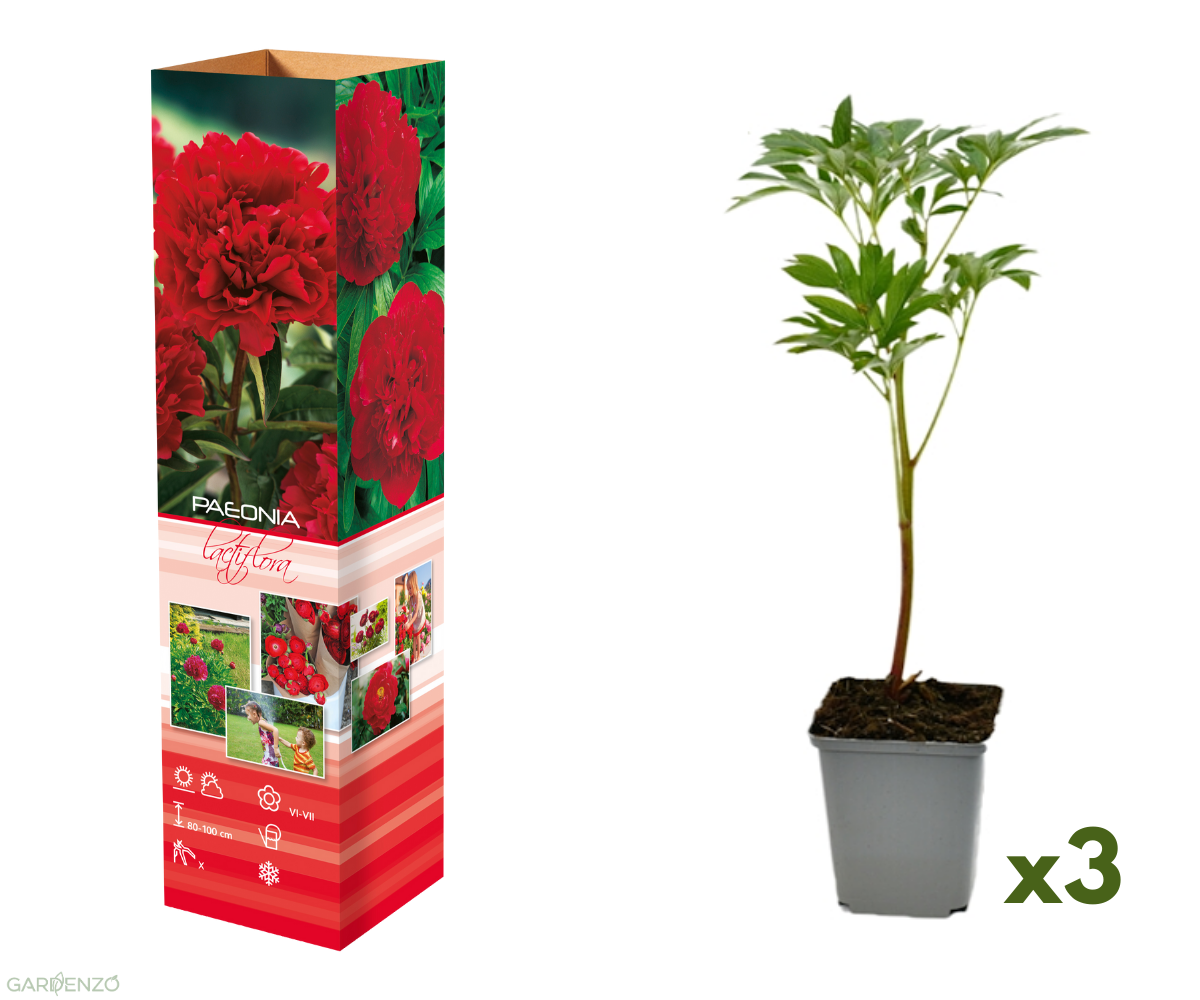 Lot de 3 pivoines rouges