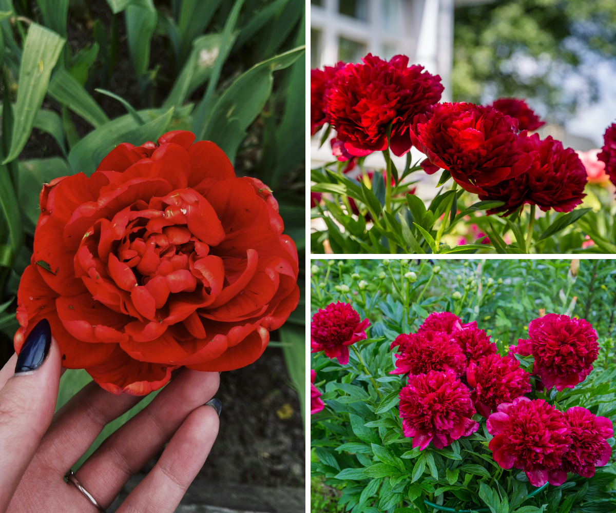 Lot de 3 pivoines rouges