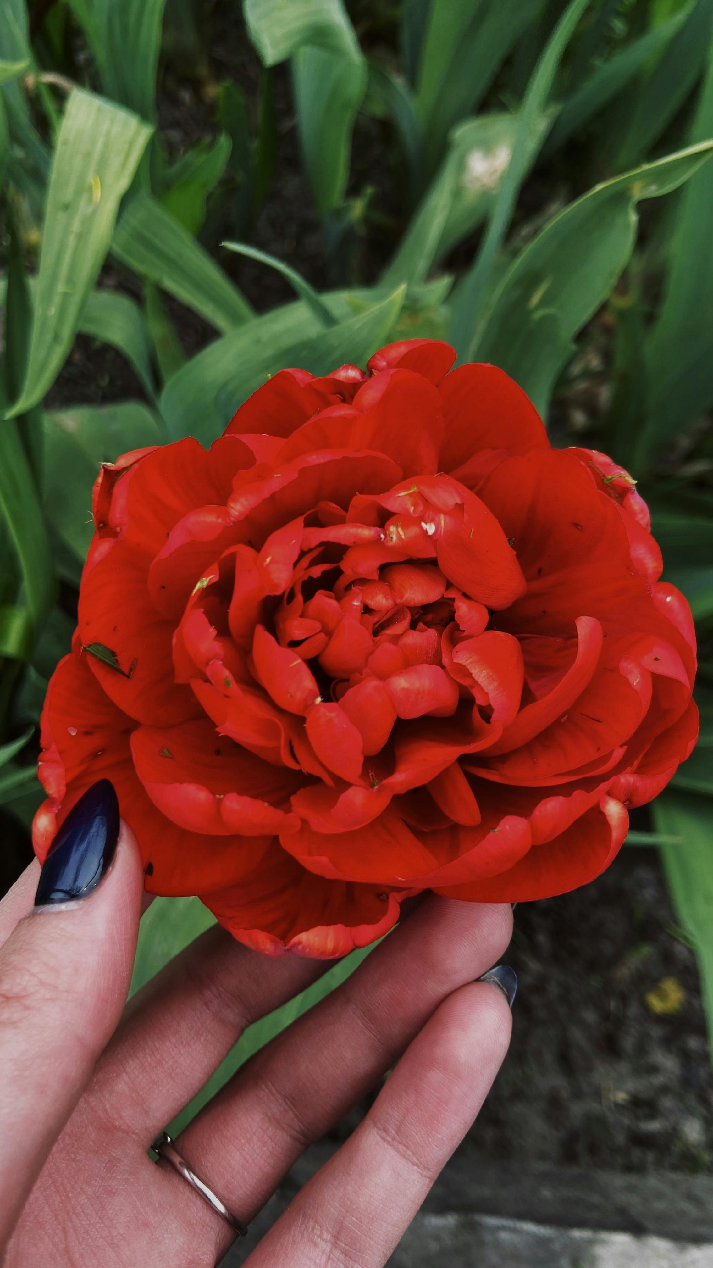 Lot de 3 pivoines rouges