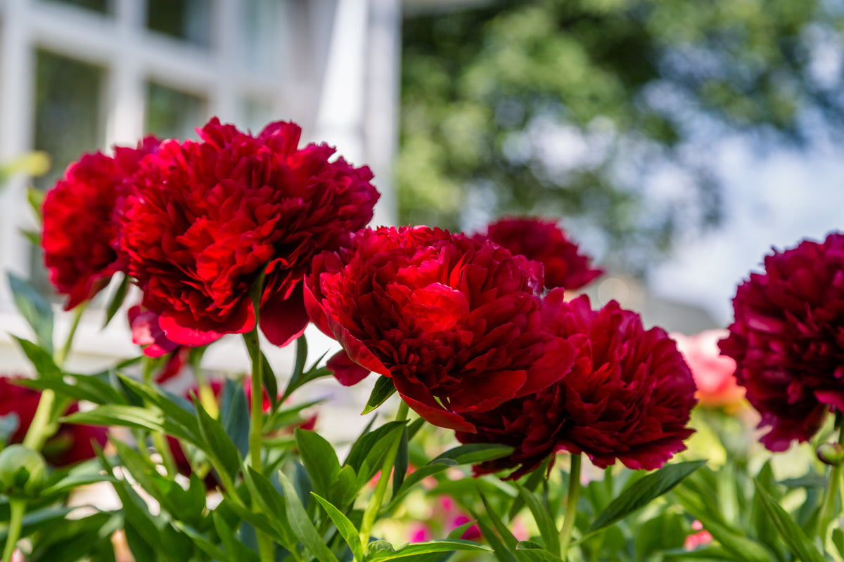 Lot de 3 pivoines: 1 rouge, 1 blanche, 1 rose