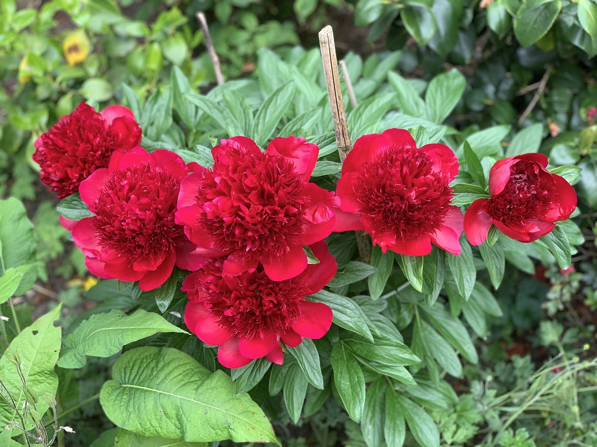 Lot de 3 pivoines rouges