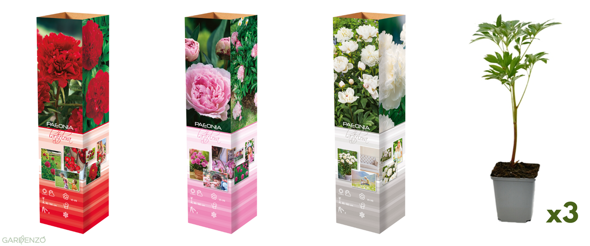 Lot de 3 pivoines: 1 rouge, 1 blanche, 1 rose