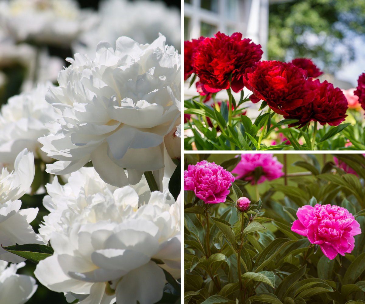 Lot de 3 pivoines: 1 rouge, 1 blanche, 1 rose