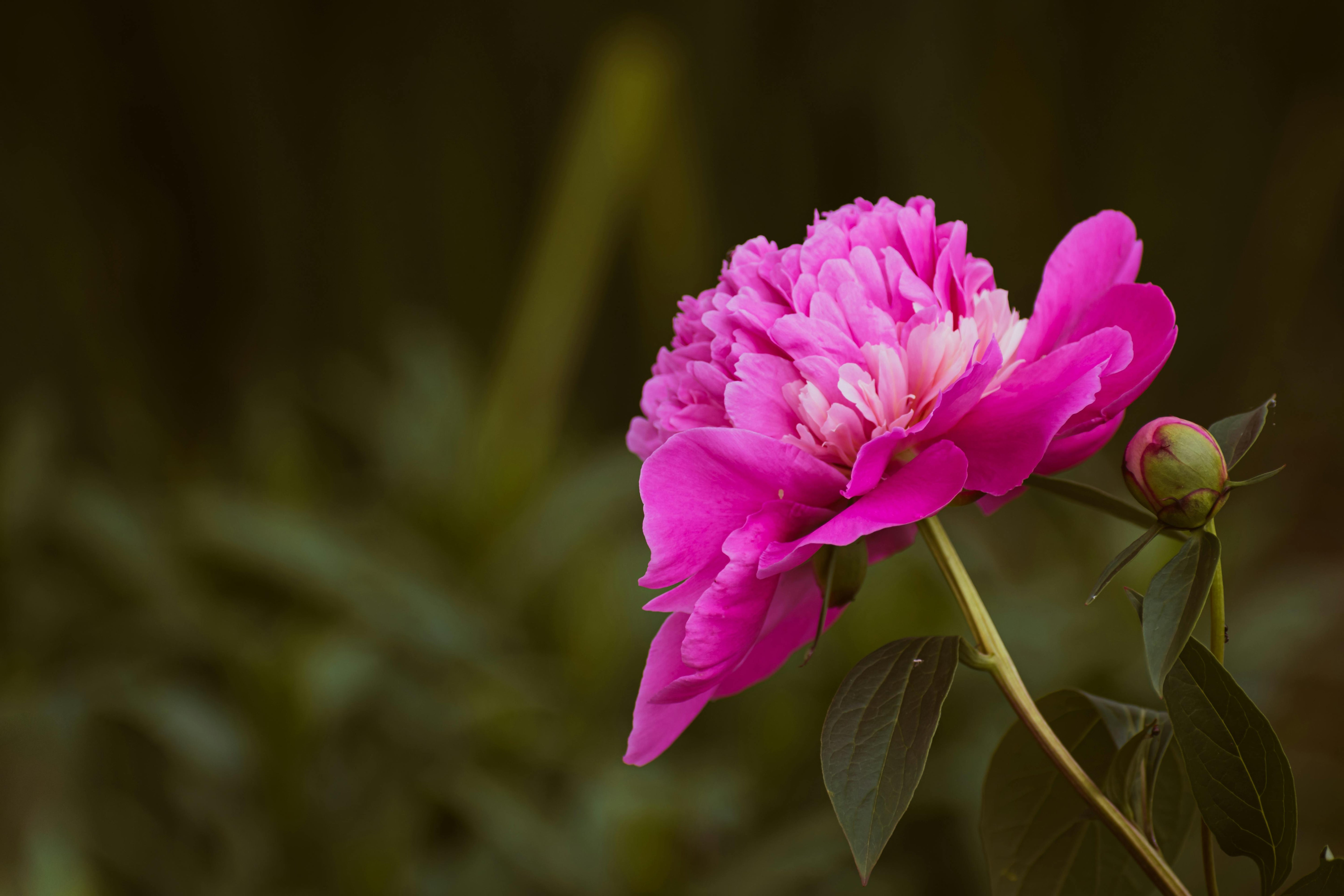 Lot de 6 pivoines: 2 rouges, 2 blanches, 2 roses