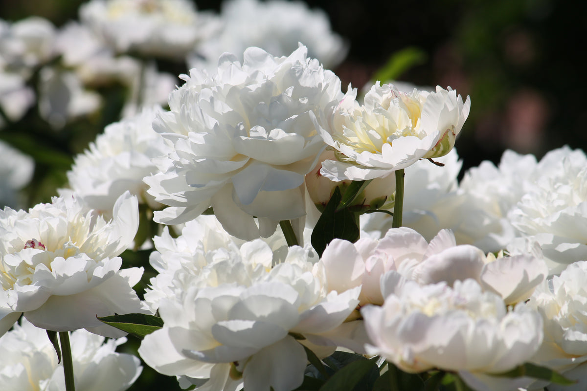 Lot de 3 pivoines: 1 rouge, 1 blanche, 1 rose