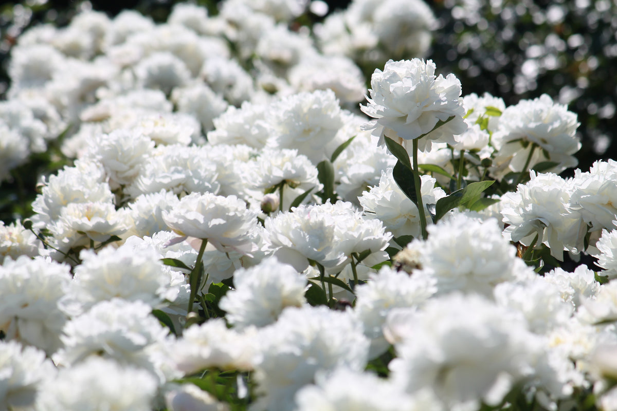 Lot de 6 pivoines: 2 rouges, 2 blanches, 2 roses