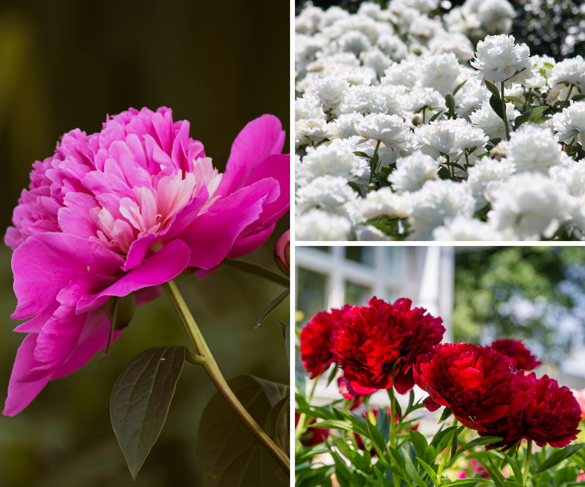 Lot de 6 pivoines: 2 rouges, 2 blanches, 2 roses
