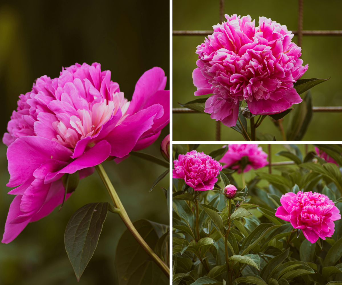 Lot de 3 pivoines roses