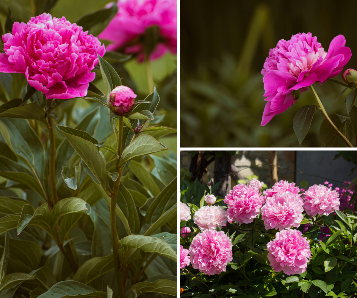 Lot de 6 pivoines roses