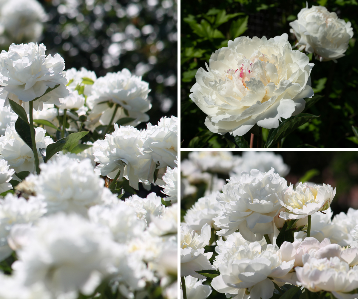 Lot de 3 pivoines blanches