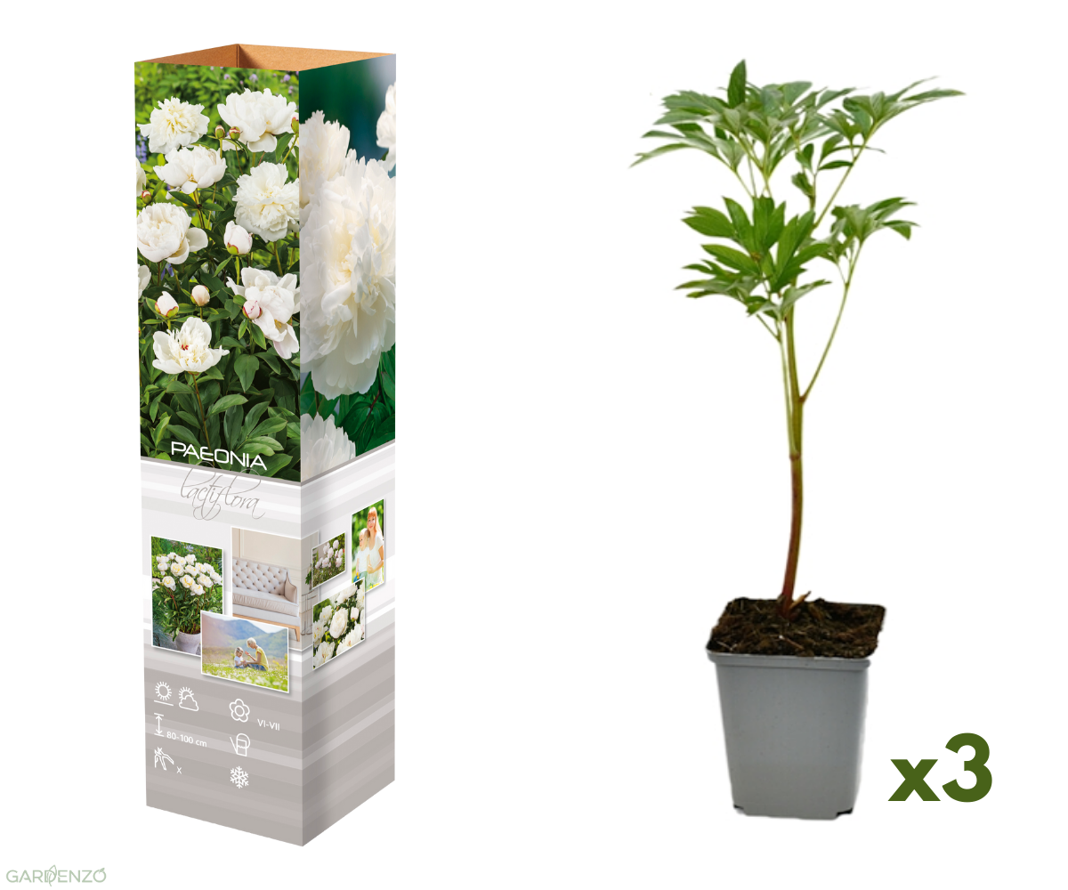Lot de 3 pivoines blanches