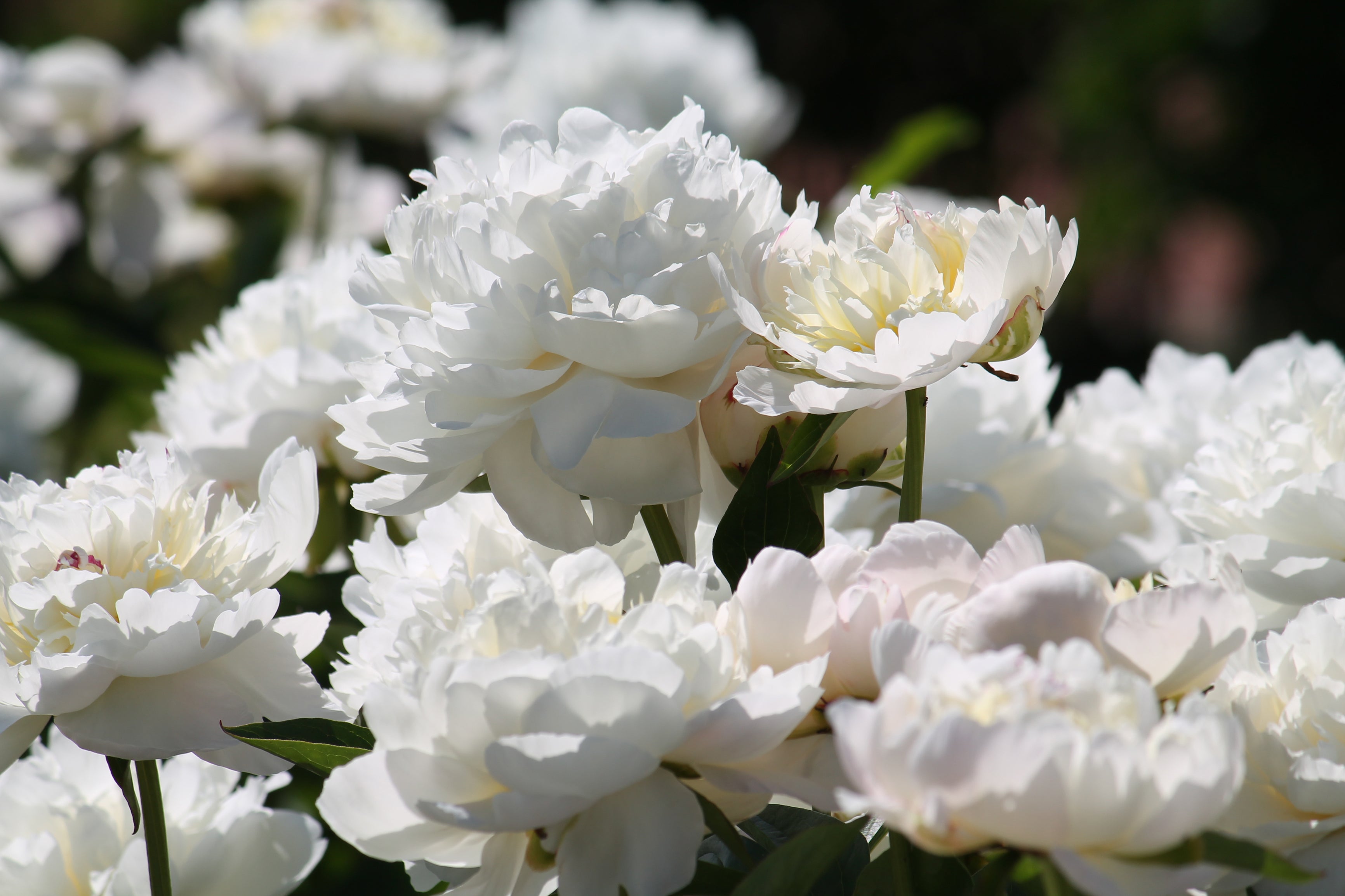 Lot de 3 pivoines blanches