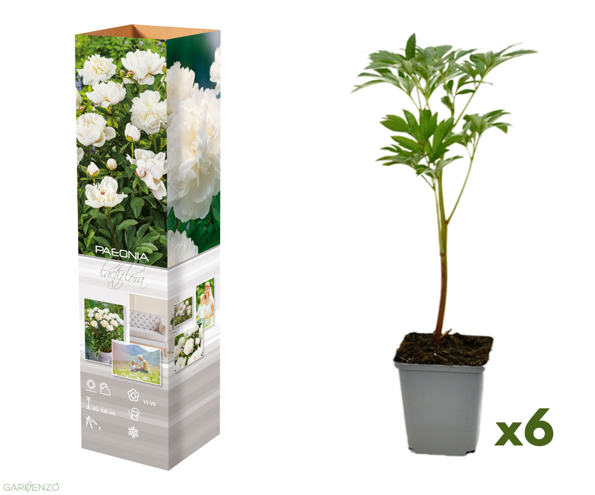 Lot de 6 pivoines blanches